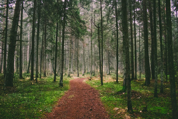 path in the forest