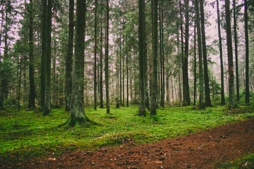 Fototapeta premium path in the forest