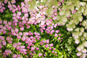 Tree vivid pink color of leaves like sakura color with sunlight behind. Beauty of the nature background.
