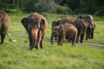 Fototapeta na wymiar Group of asian Elephants in Sri Lanka