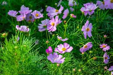 A group of pink cosmos flower blooming in the garden, Beauty in the nature.
