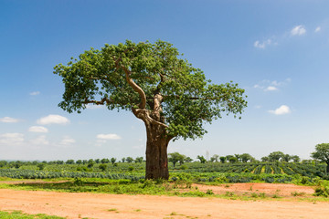 A field of Sisal plants ( Agave sisalana ) growing with Baobab trees ( Adansonia digitata ) dotting the landscape on a sunny day, Kenya