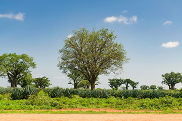 A field of Sisal plants ( Agave sisalana ) growing with Baobab trees ( Adansonia digitata ) dotting...
