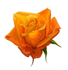 Yellow rose single flower ,vector illustration -vector