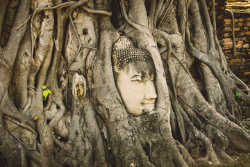 stone head of Buddha surrounded by tree's roots in Wat Prha Mahathat Temple in Ayutthaya, Thailand