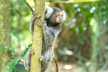 Sagui monkey