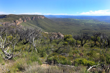Naklejka premium Blue Mountains - Australien II