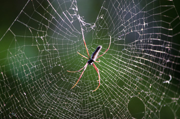 spider on a web