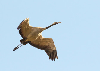 Obraz premium Crane