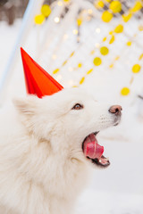 Funny white dog with opened mouth in red cap sitting on the snow in the forest