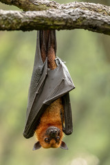 Large Malayan flying fox, Pteropus vampyrus, bat hanging from a branch.