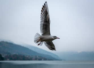 seagull flying above us