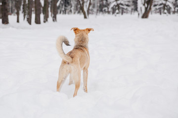 Fototapeta na wymiar Playful light brown dog on the snow in a forest