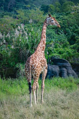 giraffe in zoo