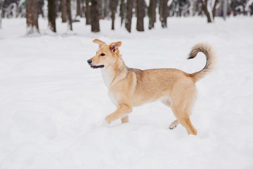Playful light brown dog on the snow in a forest