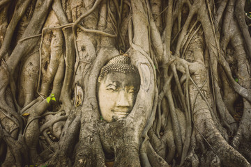 The head of the sandstone buddha image. Stone head of buddha inside the root at Wat Mahathat in AYutthaya, Thailand.Ayutthaya historical park. Amazing Thailand.Old Buddha statue in temple at Ayutthaya