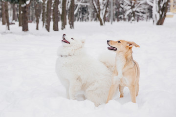 Two funny dogs sitting on the snow in a forest