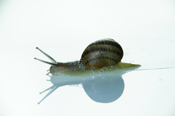 snail