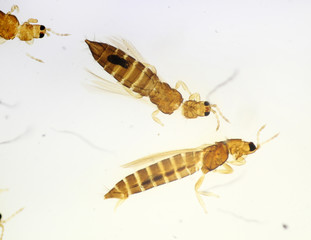 Rose thrips (Thrips fuscipennis) under the microscope