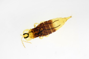 Hoplothrips caespitis (syn. Trichothrips kloiberi) under the microscope