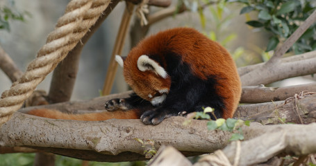 Red panda in zoo park