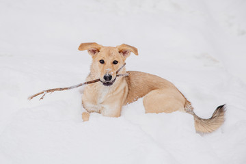 Light brown dog playing with a stick on the snow in a forest
