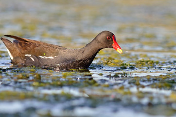 Moorhen (Gallinula chloropus), Crete, Greece