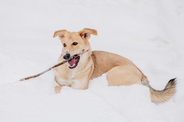 Light brown dog playing with a stick on the snow in a forest