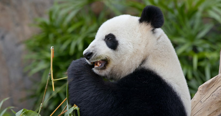 Obraz premium Panda eat bamboo