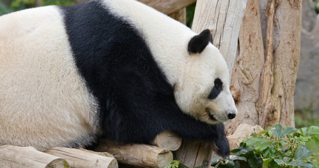 Panda sleeping on the wood