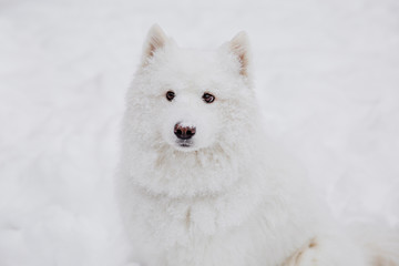 Obraz na płótnie Canvas White pedigree dog on the snow in a forest. Funny animals