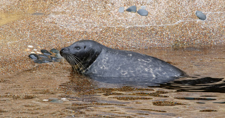 Earless seal in the zoo park © leungchopan
