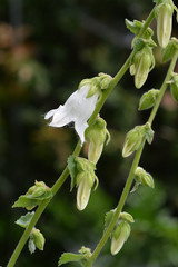 Woolly bellflower