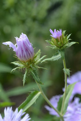 Fototapeta premium Stokes aster