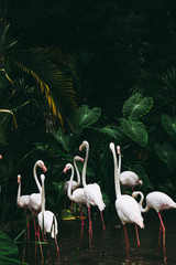 Flamingos on the water wiht forest.