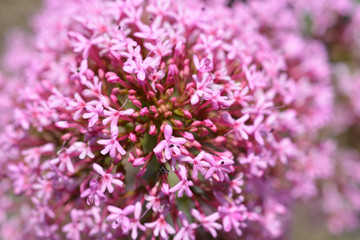 Red valerian