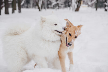 Two funny dogs playing on the snow in a forest. Playful dogs