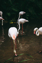 Flamingos on the water wiht forest.