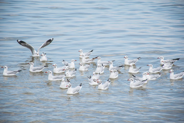 flock of seagulls