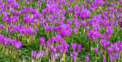 A large group of beautiful purple and white crocus flowers with yellow stamens on a flower bed in a garden in autumn