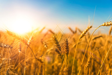 Obraz premium field of Mature wheat against the sky. nature, agriculture, harvest.