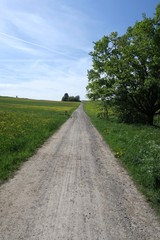 Fototapeta na wymiar Unbefestigter Weg vom Siebenmühlental nach Steinenbronn (Kreis Böblingen)