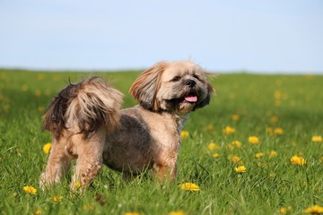 beautiful lhasa apso is standing in the garden with dandelions