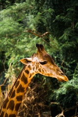 Close-up of a giraffe in front of some green trees.