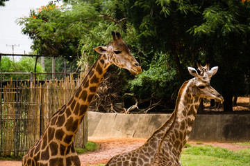 Close-up of a giraffe in front of some green trees.