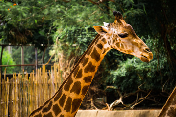 Close-up of a giraffe in front of some green trees.