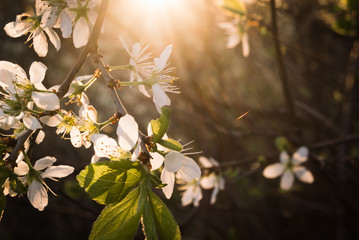 white flowers of thorns in the sun