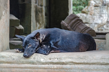 dog in temple