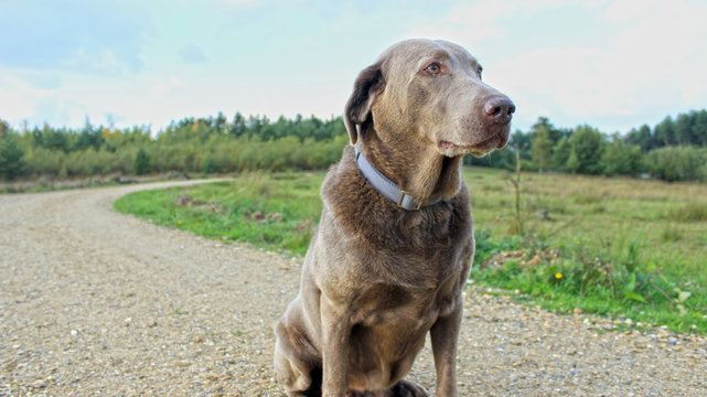Gray Labrador in a Park in Stahe, Germany