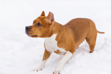 Playful brown pedigree dog sitting on the snow. Staffordshire terrier